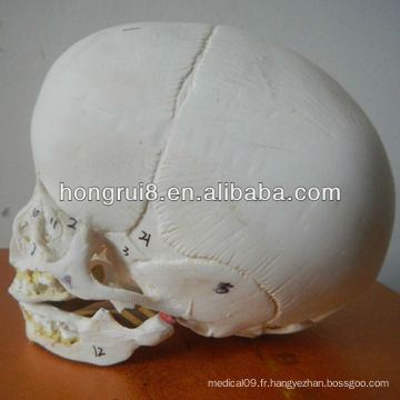 Modèle ISO Skull Infant, crâne anatomique